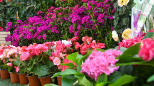 Entre flores y cosechas: la primavera en Constanza y Jarabacoa - RDE Digital