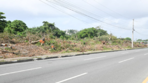 Investigan tala masiva de árboles en la autopista 6 de Noviembre - RDE Digital
