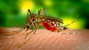 Día Internacional contra el Dengue: claves para prevenirlo - RDE Digital